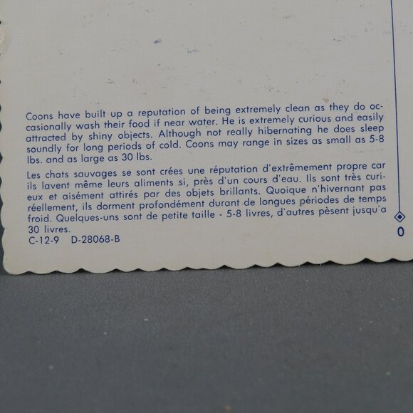 Vintage Postcard - Ricky Raccoon - Dexter Press - Picture 3 of 4